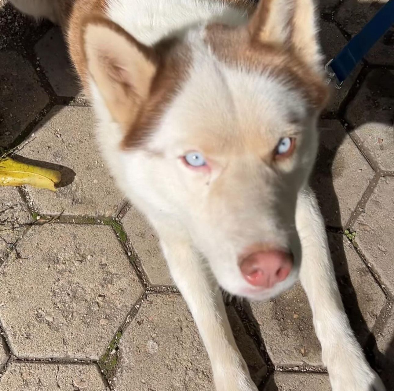 Leo ile tanışmak istersen kendini ve yaşadığın yeri tanıtan bir mesaj atabilirsin.