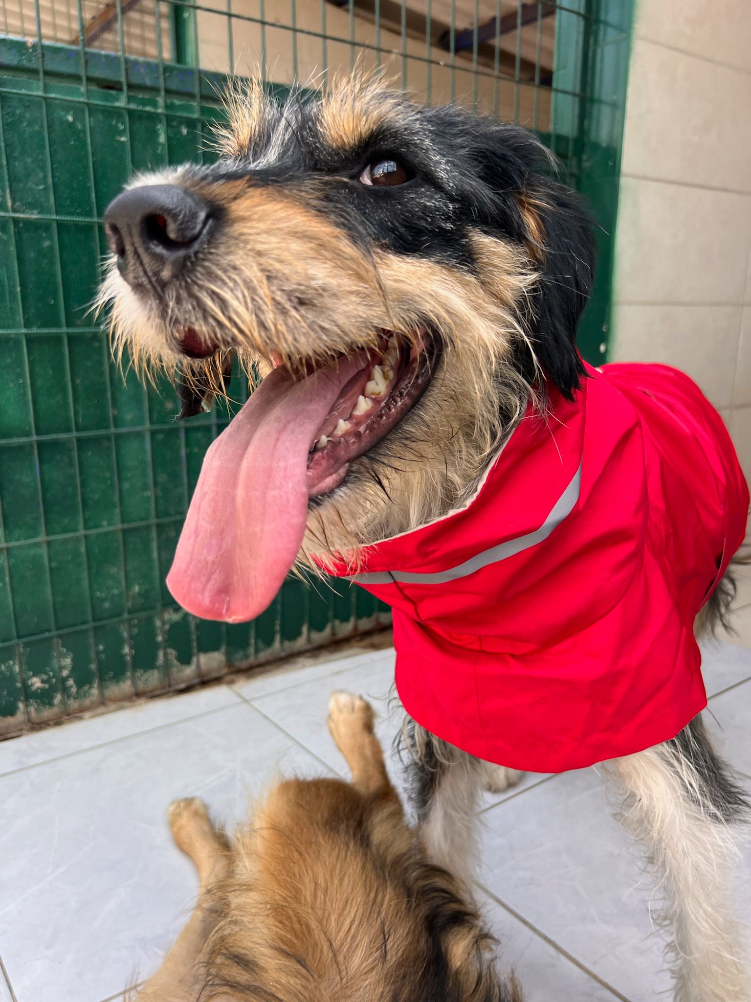 Barak Terrier aşkı! Çok uslu, köpek ve kedilerle hiçbir sorunu yok , Dünyalar güzeli bu kız sizin ailenizin parçası olsun isterseniz adaylık görüşmesi için mesaj atabilirsiniz