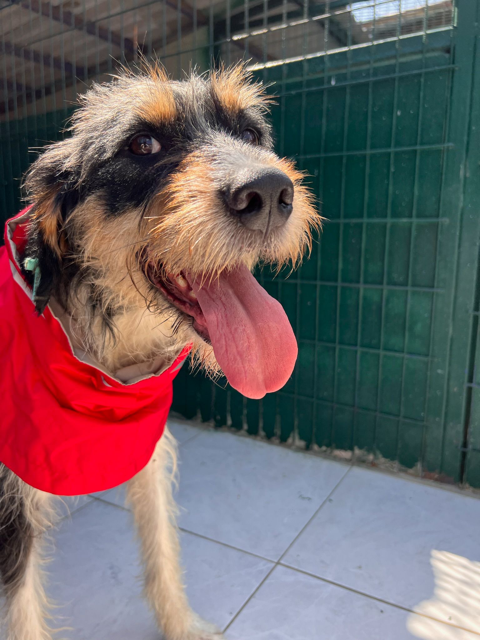 Barak Terrier aşkı! Çok uslu, köpek ve kedilerle hiçbir sorunu yok , Dünyalar güzeli bu kız sizin ailenizin parçası olsun isterseniz adaylık görüşmesi için mesaj atabilirsiniz