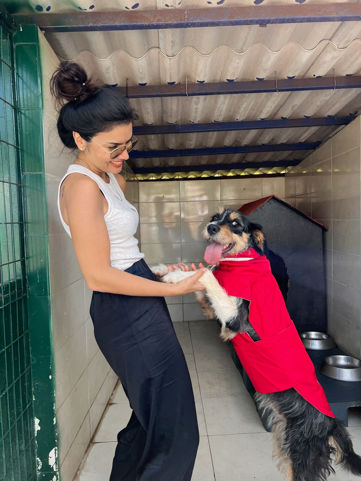 Barak Terrier aşkı! Çok uslu, köpek ve kedilerle hiçbir sorunu yok , Dünyalar güzeli bu kız sizin ailenizin parçası olsun isterseniz adaylık görüşmesi için mesaj atabilirsiniz