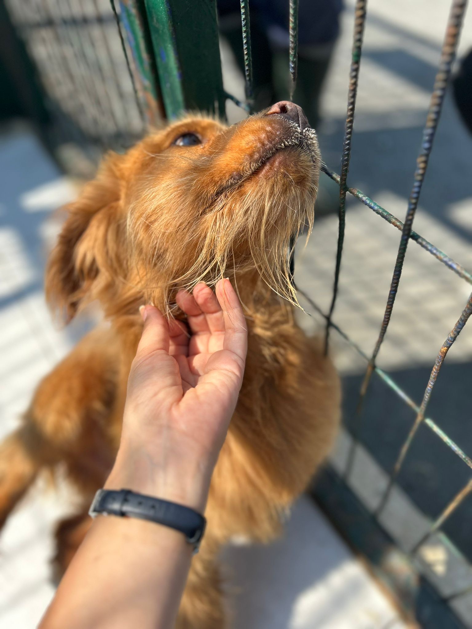 Yine deprem bölgesinden kurtarılan yavrularımızdan biri, Çok uslu, köpek ve kedilerle hiçbir sorunu yok , 2-3 yaşlarında Dünyalar güzeli bu kız sizin ailenizin parçası olsun isterseniz adaylık görüşmesi için mesaj atabilirsiniz, •Adınız soyadınız •Yaşınız •Mesleğiniz •Aileniz •Nerede yaşıyorsunuz il/ ilçe •Daha önce evcil bir hayvanınız oldu mu? Oldu ise ona ne oldu? •İletişim bilgileriniz 📣Tüm bilgileri eksiksiz göndermeyen adayların mesajları dikkate alınmayacaktır.