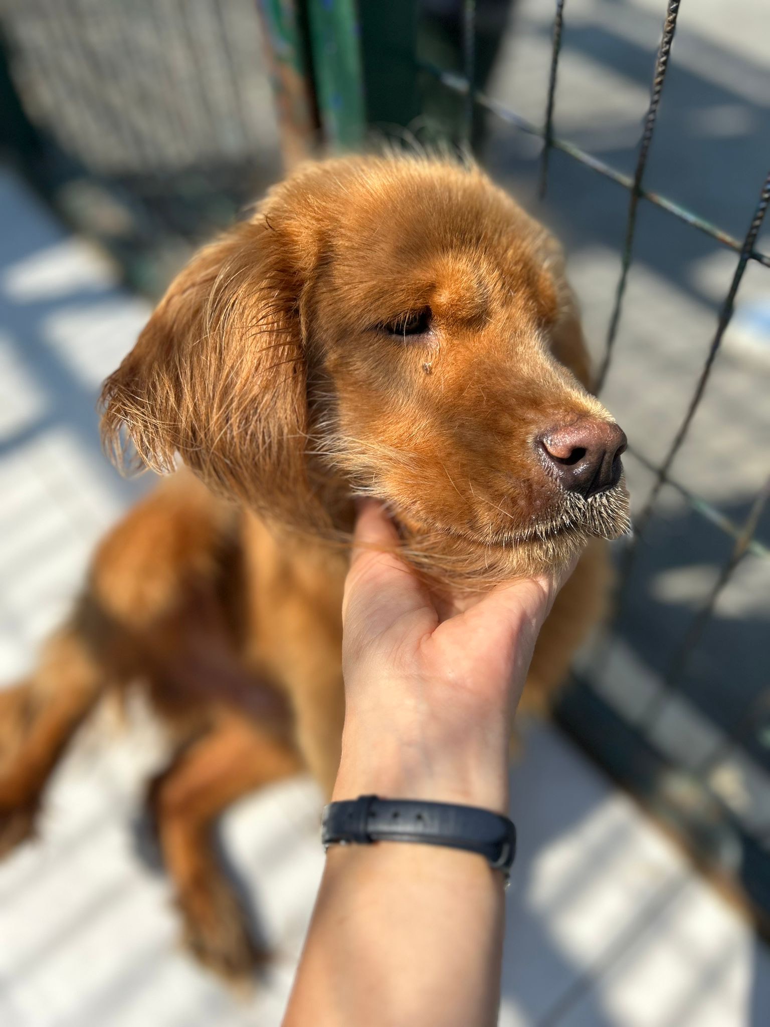 Yine deprem bölgesinden kurtarılan yavrularımızdan biri, Çok uslu, köpek ve kedilerle hiçbir sorunu yok , 2-3 yaşlarında Dünyalar güzeli bu kız sizin ailenizin parçası olsun isterseniz adaylık görüşmesi için mesaj atabilirsiniz, •Adınız soyadınız •Yaşınız •Mesleğiniz •Aileniz •Nerede yaşıyorsunuz il/ ilçe •Daha önce evcil bir hayvanınız oldu mu? Oldu ise ona ne oldu? •İletişim bilgileriniz 📣Tüm bilgileri eksiksiz göndermeyen adayların mesajları dikkate alınmayacaktır.