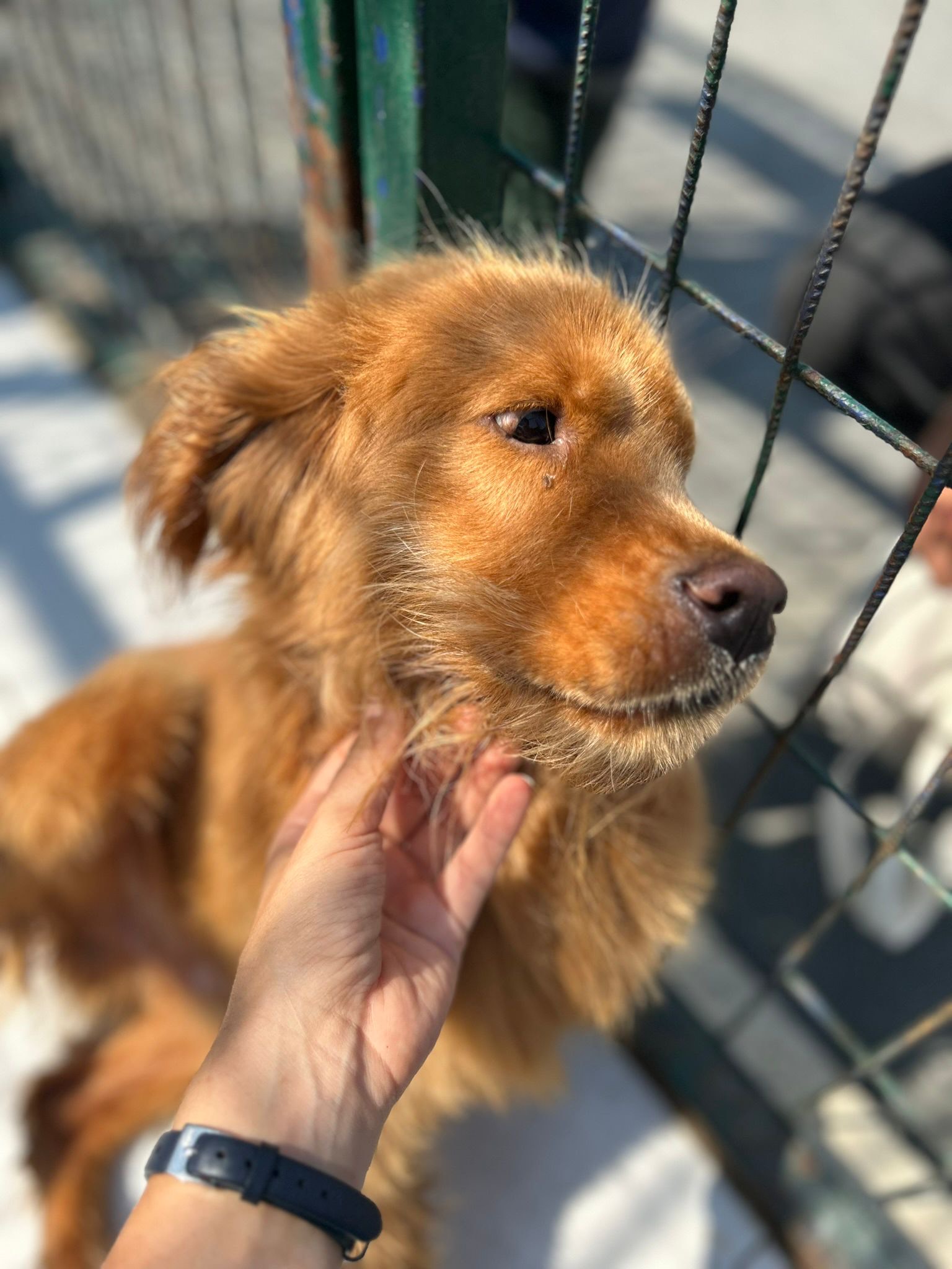 Yine deprem bölgesinden kurtarılan yavrularımızdan biri, Çok uslu, köpek ve kedilerle hiçbir sorunu yok , 2-3 yaşlarında Dünyalar güzeli bu kız sizin ailenizin parçası olsun isterseniz adaylık görüşmesi için mesaj atabilirsiniz, •Adınız soyadınız •Yaşınız •Mesleğiniz •Aileniz •Nerede yaşıyorsunuz il/ ilçe •Daha önce evcil bir hayvanınız oldu mu? Oldu ise ona ne oldu? •İletişim bilgileriniz 📣Tüm bilgileri eksiksiz göndermeyen adayların mesajları dikkate alınmayacaktır.