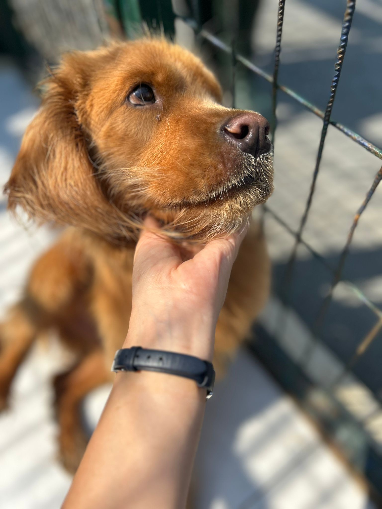 Yine deprem bölgesinden kurtarılan yavrularımızdan biri, Çok uslu, köpek ve kedilerle hiçbir sorunu yok , 2-3 yaşlarında Dünyalar güzeli bu kız sizin ailenizin parçası olsun isterseniz adaylık görüşmesi için mesaj atabilirsiniz, •Adınız soyadınız •Yaşınız •Mesleğiniz •Aileniz •Nerede yaşıyorsunuz il/ ilçe •Daha önce evcil bir hayvanınız oldu mu? Oldu ise ona ne oldu? •İletişim bilgileriniz 📣Tüm bilgileri eksiksiz göndermeyen adayların mesajları dikkate alınmayacaktır.