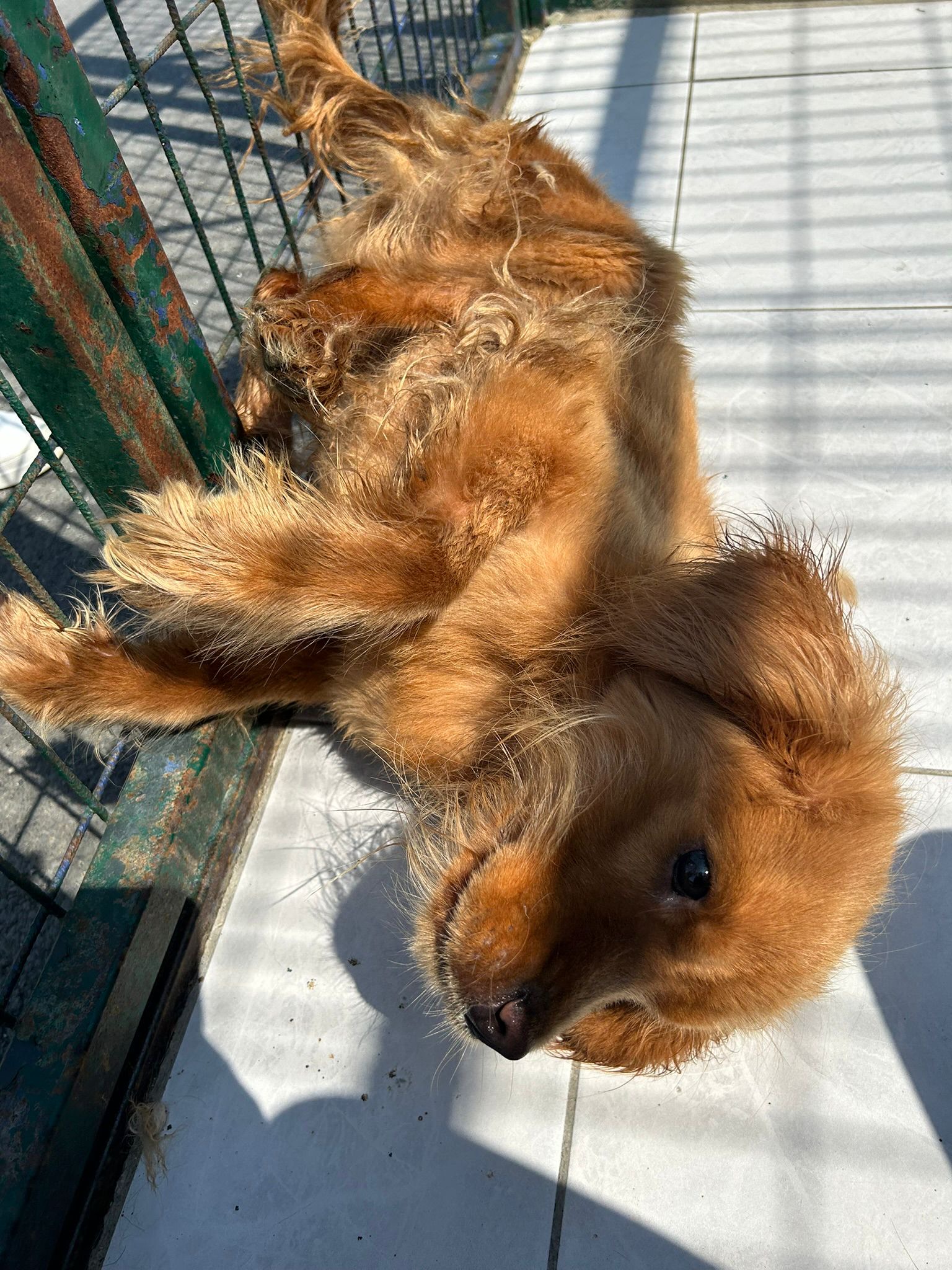 Yine deprem bölgesinden kurtarılan yavrularımızdan biri, Çok uslu, köpek ve kedilerle hiçbir sorunu yok , 2-3 yaşlarında Dünyalar güzeli bu kız sizin ailenizin parçası olsun isterseniz adaylık görüşmesi için mesaj atabilirsiniz, •Adınız soyadınız •Yaşınız •Mesleğiniz •Aileniz •Nerede yaşıyorsunuz il/ ilçe •Daha önce evcil bir hayvanınız oldu mu? Oldu ise ona ne oldu? •İletişim bilgileriniz 📣Tüm bilgileri eksiksiz göndermeyen adayların mesajları dikkate alınmayacaktır.